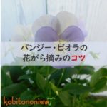 パンジー・ビオラの花がら摘みのコツ　アイキャッチ